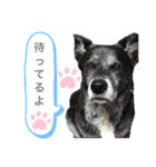 可愛い☆チョコちゃんスタンプ（個別スタンプ：11）