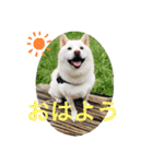 白柴ゆきおさんの日常（個別スタンプ：1）