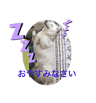 白柴ゆきおさんの日常（個別スタンプ：2）