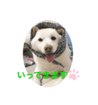 白柴ゆきおさんの日常（個別スタンプ：3）