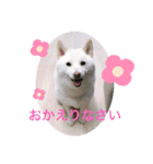 白柴ゆきおさんの日常（個別スタンプ：4）
