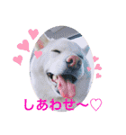 白柴ゆきおさんの日常（個別スタンプ：5）