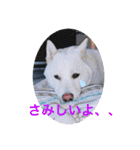 白柴ゆきおさんの日常（個別スタンプ：6）