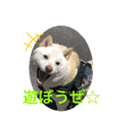 白柴ゆきおさんの日常（個別スタンプ：7）