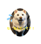 白柴ゆきおさんの日常（個別スタンプ：8）