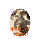 白柴ゆきおさんの日常（個別スタンプ：9）