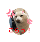 白柴ゆきおさんの日常（個別スタンプ：10）