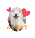 白柴ゆきおさんの日常（個別スタンプ：11）