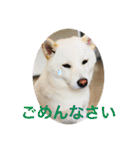 白柴ゆきおさんの日常（個別スタンプ：12）