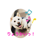 白柴ゆきおさんの日常（個別スタンプ：14）