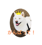 白柴ゆきおさんの日常（個別スタンプ：17）