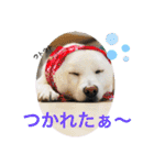 白柴ゆきおさんの日常（個別スタンプ：18）