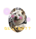 白柴ゆきおさんの日常（個別スタンプ：19）