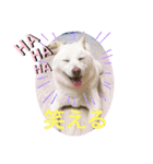 白柴ゆきおさんの日常（個別スタンプ：21）