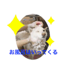 白柴ゆきおさんの日常（個別スタンプ：22）