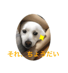 白柴ゆきおさんの日常（個別スタンプ：23）