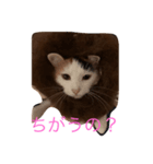 コハクムギ3（個別スタンプ：3）