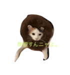 コハクムギ3（個別スタンプ：4）