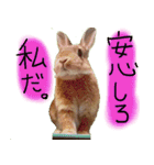 うさぎのこまちゃん。（個別スタンプ：1）