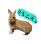 うさぎのこまちゃん。（個別スタンプ：2）