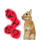 うさぎのこまちゃん。（個別スタンプ：3）