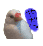 うさぎのこまちゃん。（個別スタンプ：10）