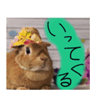 うさぎのこまちゃん。（個別スタンプ：12）