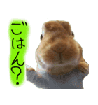うさぎのこまちゃん。（個別スタンプ：13）