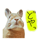 うさぎのこまちゃん。（個別スタンプ：14）