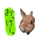うさぎのこまちゃん。（個別スタンプ：16）
