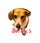 コーギービーグルわんちゃん（個別スタンプ：6）