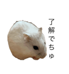 healing hamster sticker.（個別スタンプ：4）