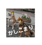 ポン太＆そら（個別スタンプ：2）