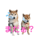 ポン太＆そら（個別スタンプ：3）