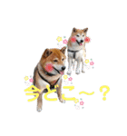 ポン太＆そら（個別スタンプ：4）