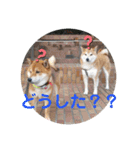 ポン太＆そら（個別スタンプ：7）