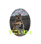 ポン太＆そら（個別スタンプ：9）