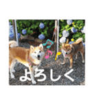 ポン太＆そら（個別スタンプ：10）