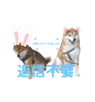 ポン太＆そら（個別スタンプ：12）