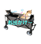 ポン太＆そら（個別スタンプ：16）