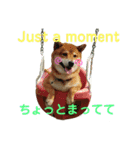 柴犬ポン太☆3（個別スタンプ：1）