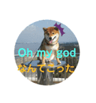 柴犬ポン太☆3（個別スタンプ：3）