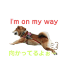 柴犬ポン太☆3（個別スタンプ：4）