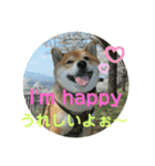 柴犬ポン太☆3（個別スタンプ：5）