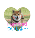 柴犬ポン太☆3（個別スタンプ：7）