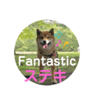 柴犬ポン太☆3（個別スタンプ：9）