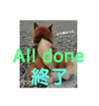 柴犬ポン太☆3（個別スタンプ：11）