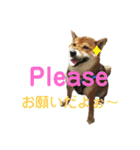 柴犬ポン太☆3（個別スタンプ：12）