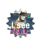 柴犬ポン太☆3（個別スタンプ：13）