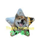 柴犬ポン太☆3（個別スタンプ：15）